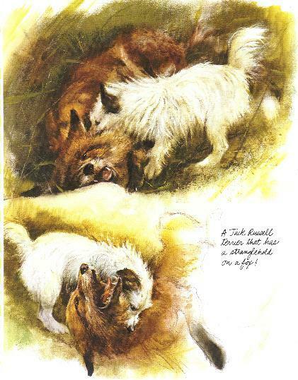 Jack Russell Terrier - Vintage Dog Art Print - Poortvliet